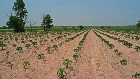 Cassava field in sandy soil Stock Photos