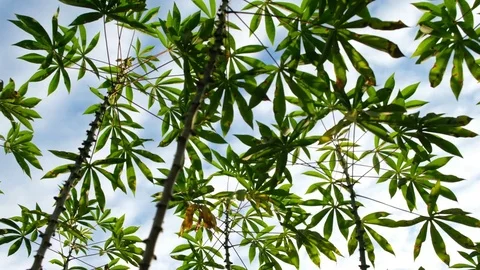 Cassava field with sunset light Stock Footage 71169140