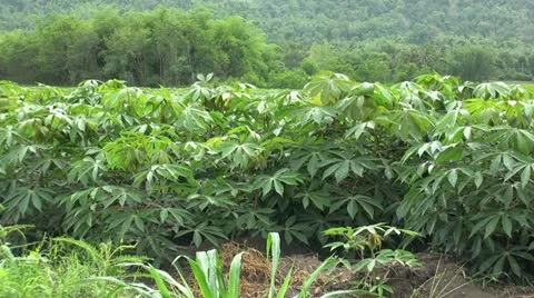 Cassava Field - Tilt Up 스톡 동영상 10942178