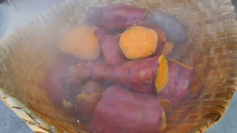 Cassava Stock Footage 75829550