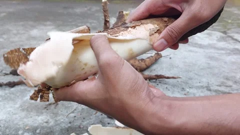 Cassava Stock Footage 244036852