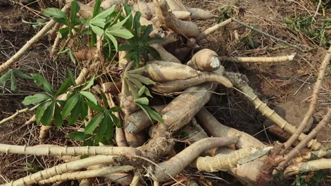 CASSAVA Stock Footage 306694619