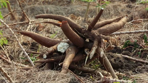 CASSAVA Stock Footage 306694621