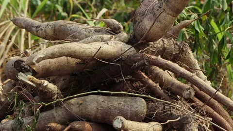 CASSAVA Stock Footage 306694624