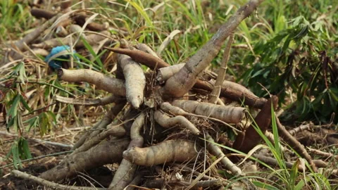 CASSAVA Stock Footage 306694628
