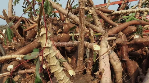 CASSAVA Stock Footage 306694643
