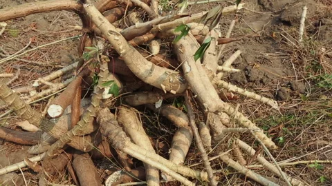 CASSAVA Stock Footage 306694647