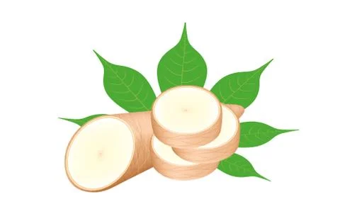 Cassava fresh and leaf isolated on white background, raw cassava cut slice fo Stock Illustration