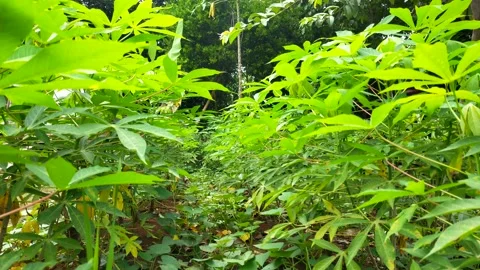 Cassava garden Stock Footage 211597303