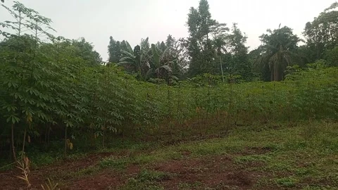 Cassava garden Stock Footage 242013779
