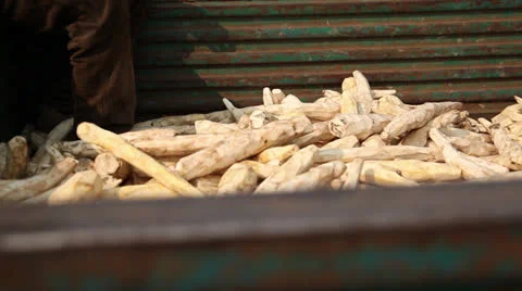 Cassava harvest load Vídeos de archivo 25488858