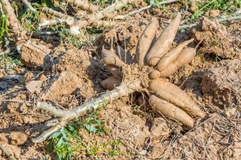 Cassava harvest Stock Photos