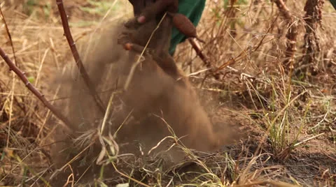 Cassava harvesting Video stock 25493440