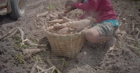 Cassava Harvesting Stock Footage 205064016