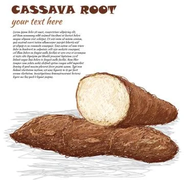 Cassava Stock Illustration