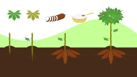 Cassava Stock Illustration