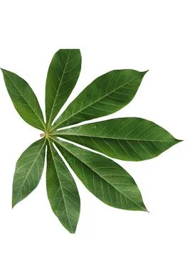 Cassava leaf background isolated on white Stock Photos