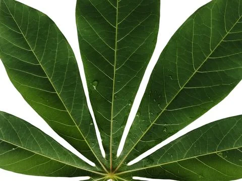Cassava leaf background isolated on white Stock Photos