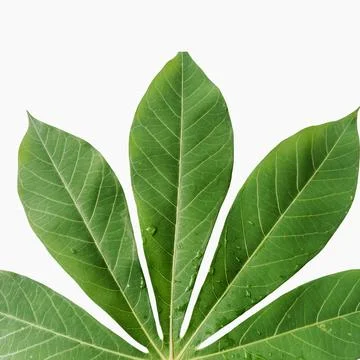 Cassava leaf background isolated on white 写真素材