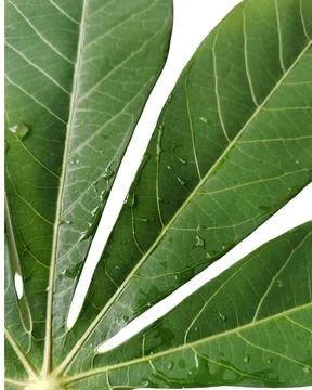 Cassava leaf background isolated on white Stock Photos