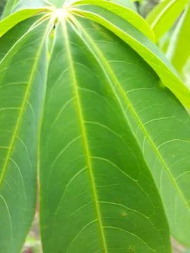 Cassava leaf background Stock Photos