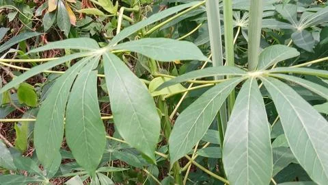 Cassava Leaf Canopy Against Blue Sky Stock Photos