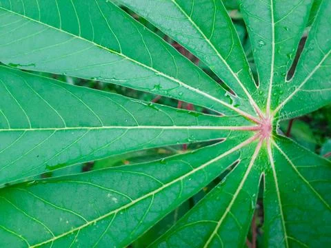 Cassava Leaf Close Up Top View with Natural Green Texture Foto stock
