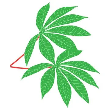 Cassava leaf icon Stock Illustration