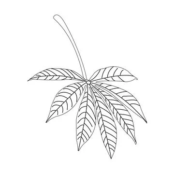 Cassava leaf icon Stock Illustration