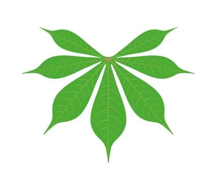 Cassava leaf isolated on white background illustration Illustrazione stock