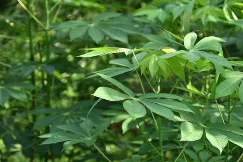 Cassava leaf nature background Stock Photos