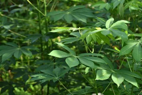 Cassava leaf nature background Stock Photos