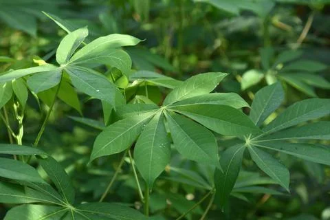 Cassava leaf nature background Stock Photos