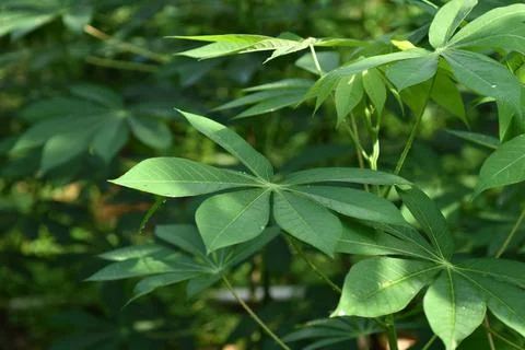 Cassava leaf nature background Stock Photos