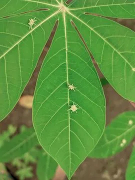 Cassava leaf pattern 스톡 사진