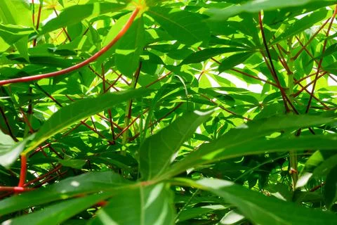 Cassava leaf Stock Photos