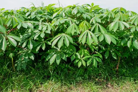 Cassava leaf Stock Photos