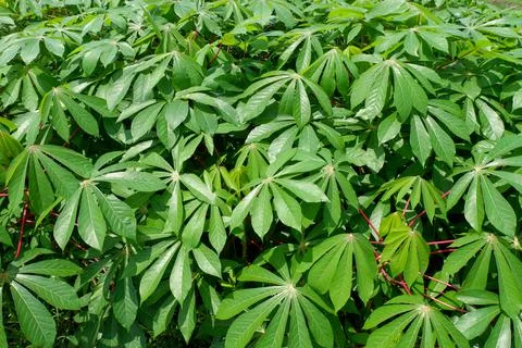 Cassava leaf 스톡 사진