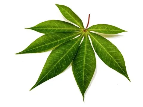 Cassava leaf Stock-Fotos