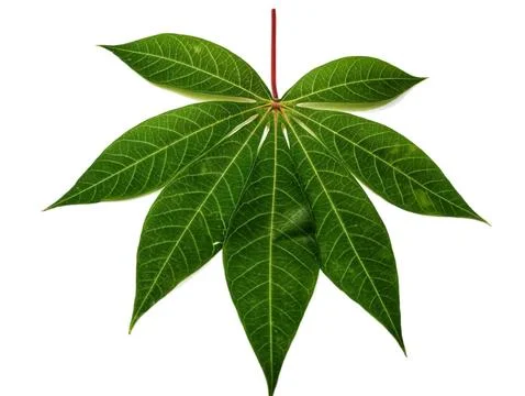 Cassava leaf Stock-Fotos