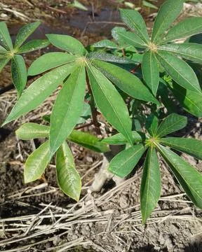 Cassava leaf Stock Photos