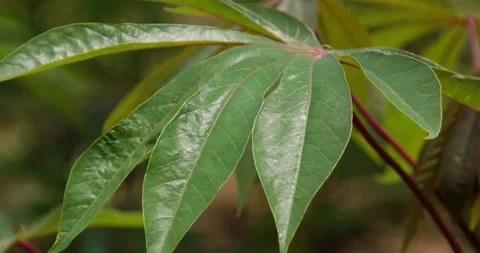 Cassava leaf plant Stock Footage 159356086