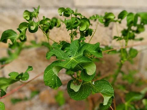 Cassava leaf plant Stock Photos