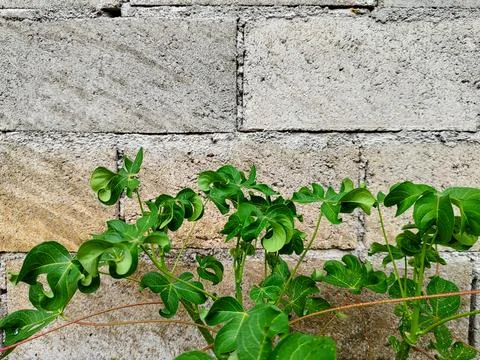 Cassava leaf plant Stock-Fotos
