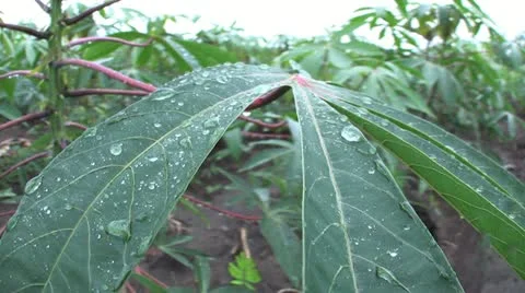 Cassava Leaf With Water Droplets-close up 스톡 동영상 12323990