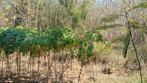 Cassava leaves against a backdrop of trees. Stock Footage 339310935