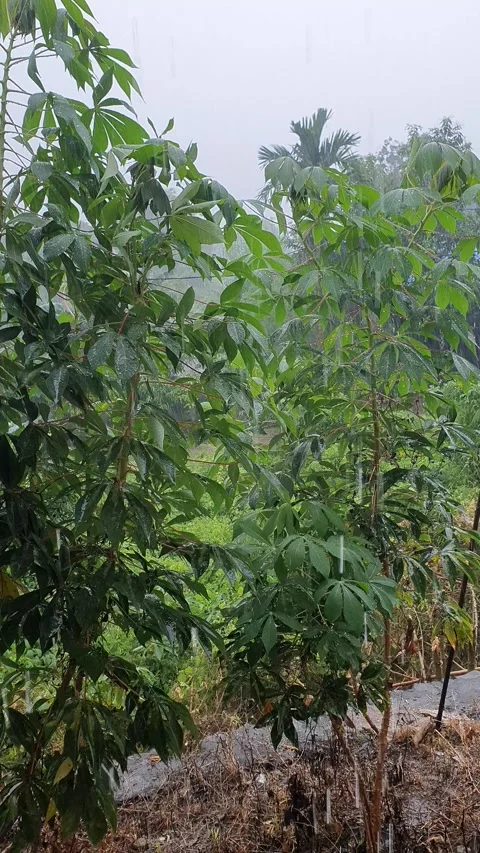 Cassava leaves and trees exposed to heavy rain Vidéo 335268631
