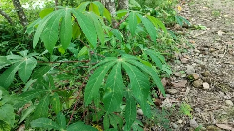 Cassava leaves are a potential source of green plants for animal feed. Stock Footage 238515970