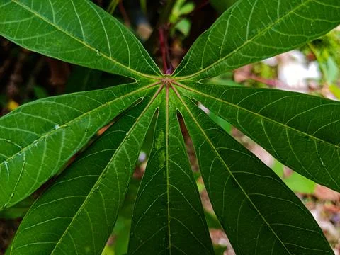 Cassava Leaves Close Up Stock Photos