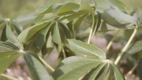 Cassava leaves 動画素材 148186836